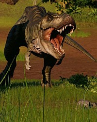 Rex macho